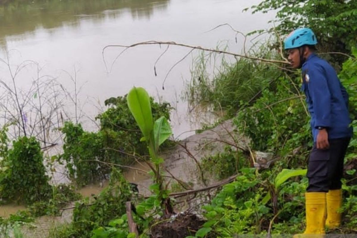 Buaya endemik Bengawan Solo muncul lagi di Bojonegoro