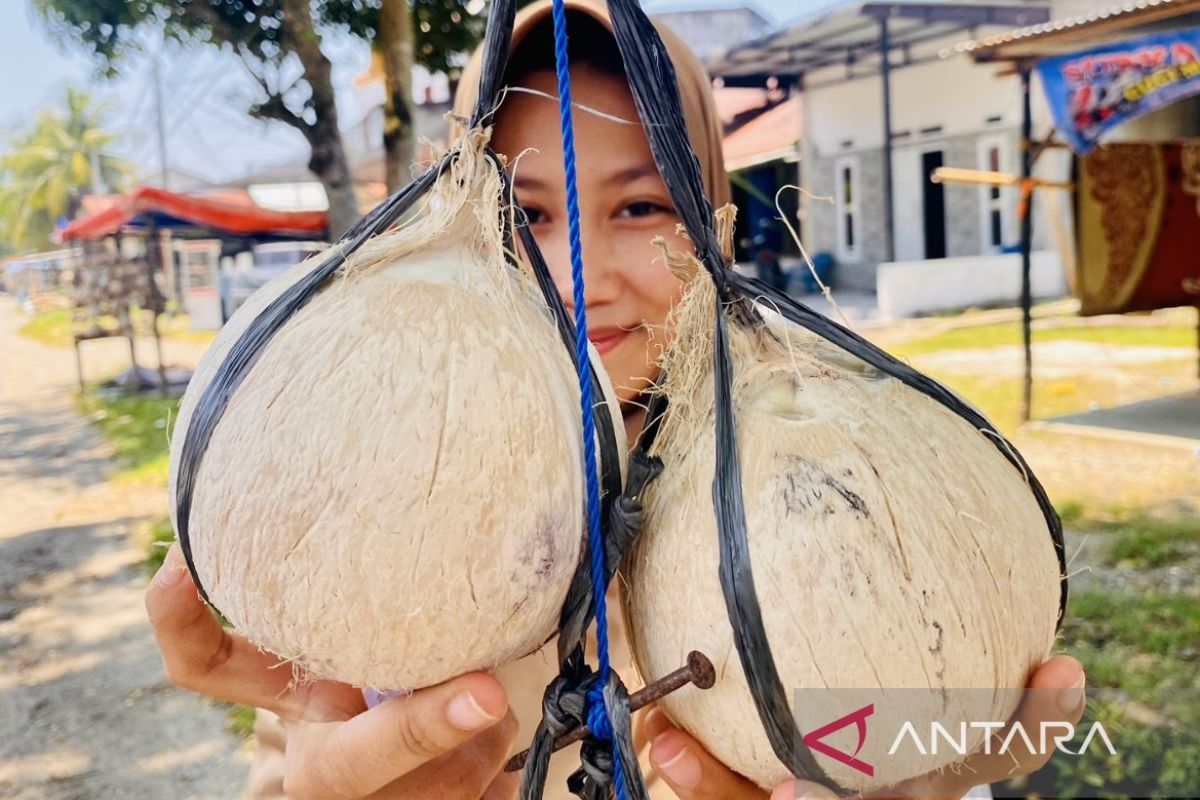 Permintaan kelapa bakar Ramadhan di Aceh Barat capai 1.000 butir/hari