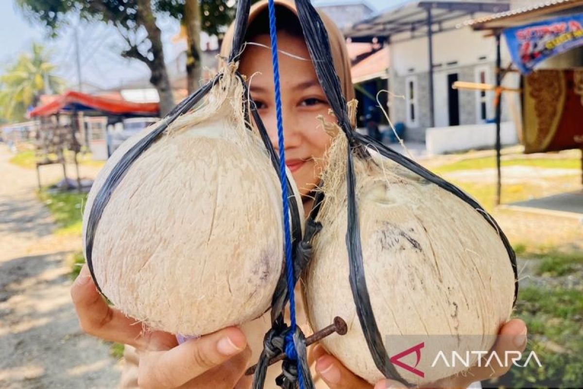 Permintaan kelapa bakar saat Ramadhan di Aceh Barat capai 1.000 butir/hari