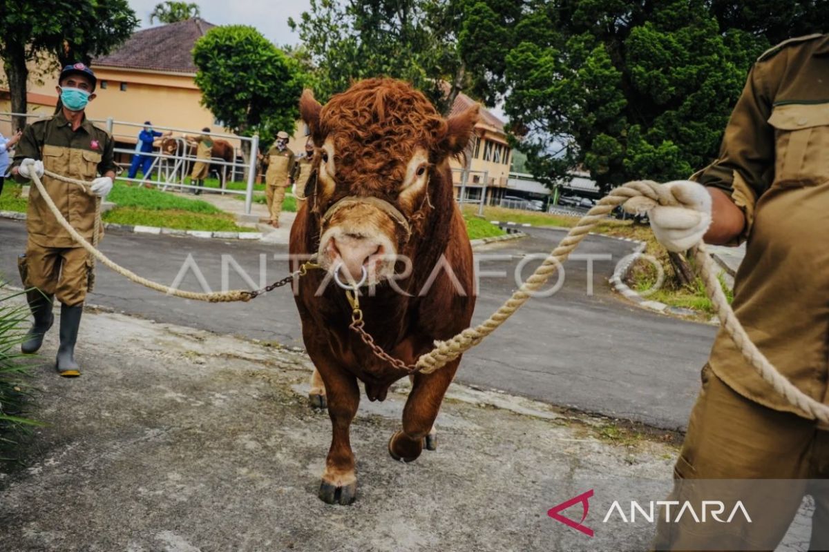 Pemkab Nagan Raya gencarkan program kawin suntik tingkatkan populasi ternak