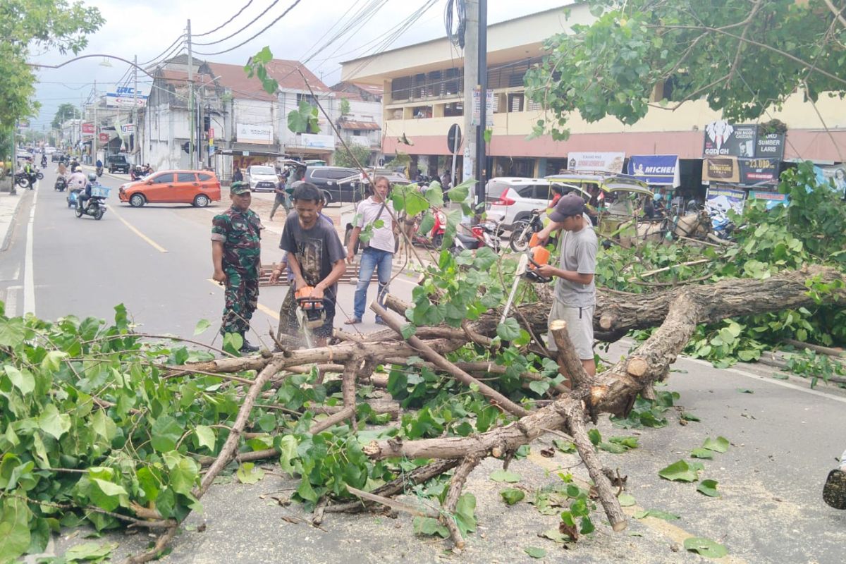 Waspada!! Puluhan pohon tumbang akibat cuaca ekstrem di Mataram