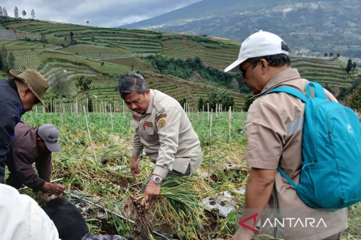 Dirjen Hortikultura Kementan : Produktivitas bawang putih Temanggung meningkat