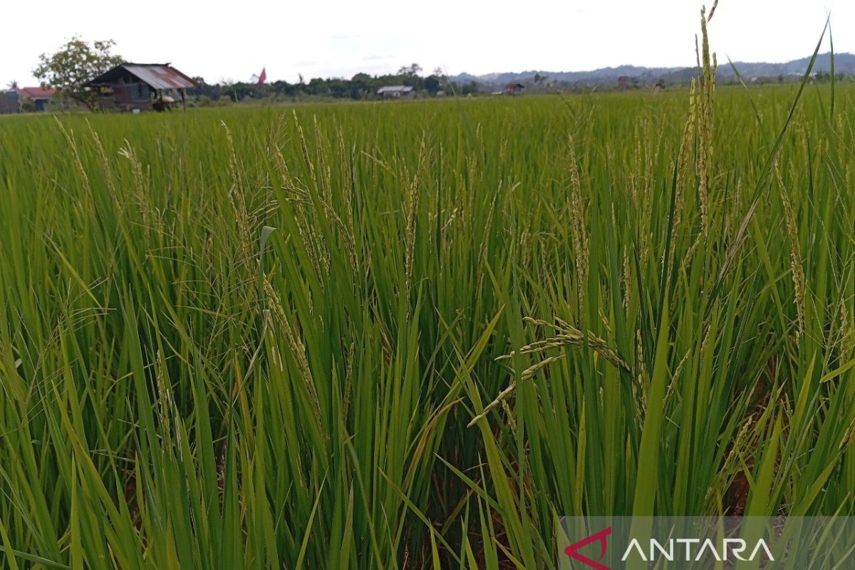 DPMPD Kaltim ajak desa wujudkan ketahanan pangan dukung IKN