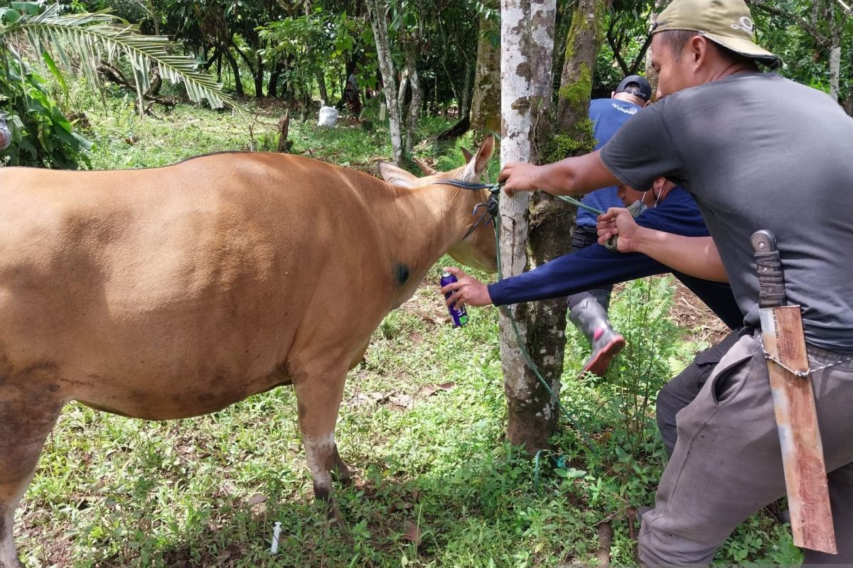 Disnakkeswan Gorontalo Utara berbagi cara cegah penyakit ternak sapi