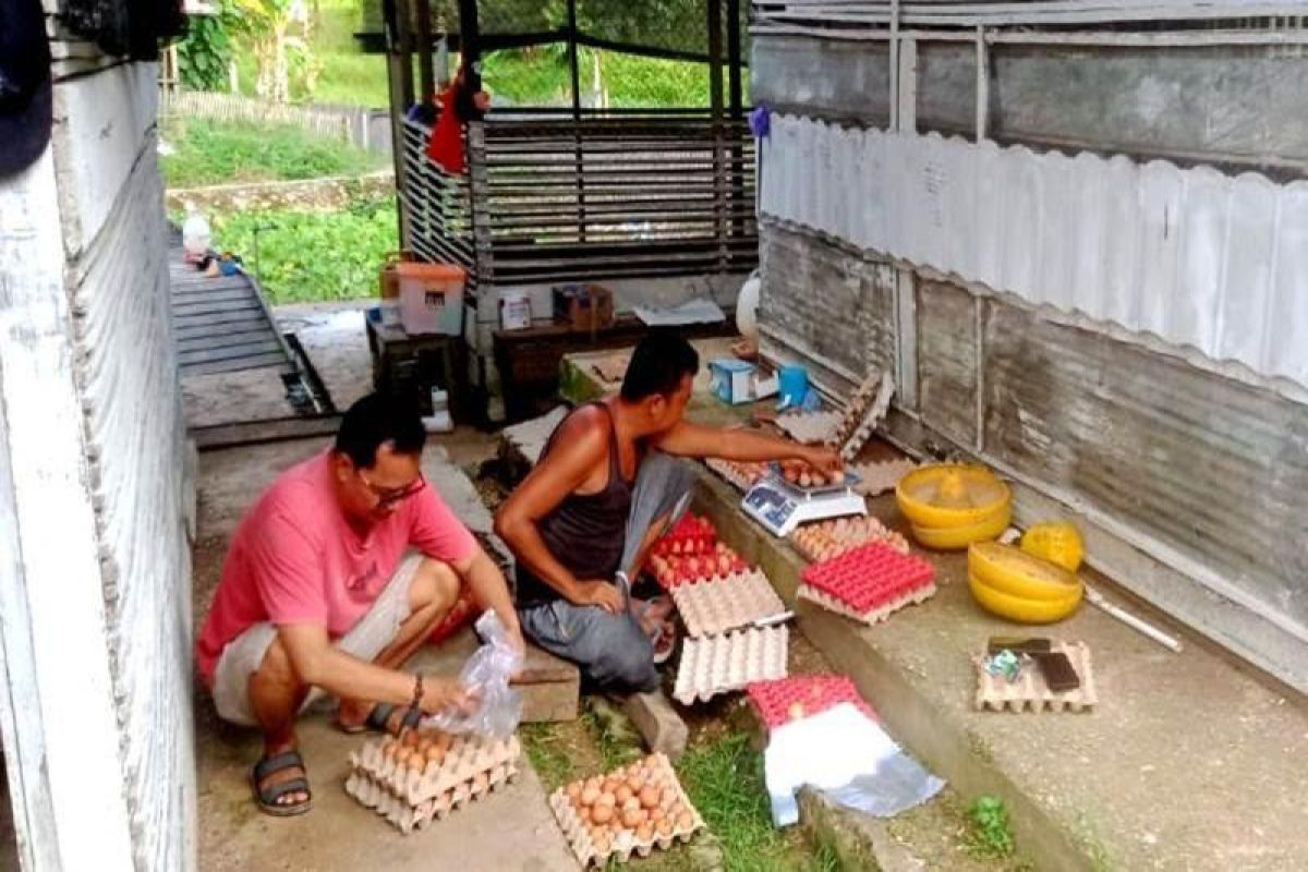 UPTD Balai Pembibitan Ternak  Barut  kembangkan ternak ayam petelur