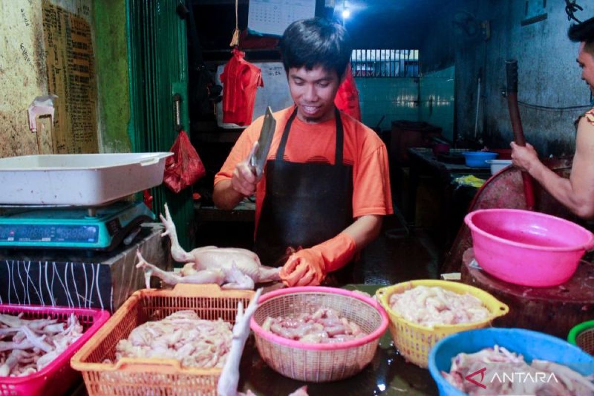 Harga daging ayam di Pontianak turun Rp1.000 per kilogram