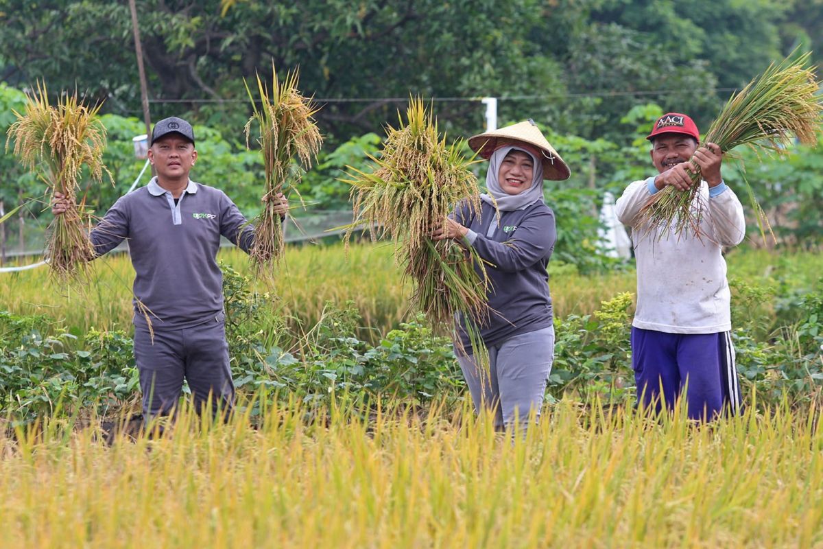 DKPP Surabaya bersama kelompok tani memanen tiga ton padi