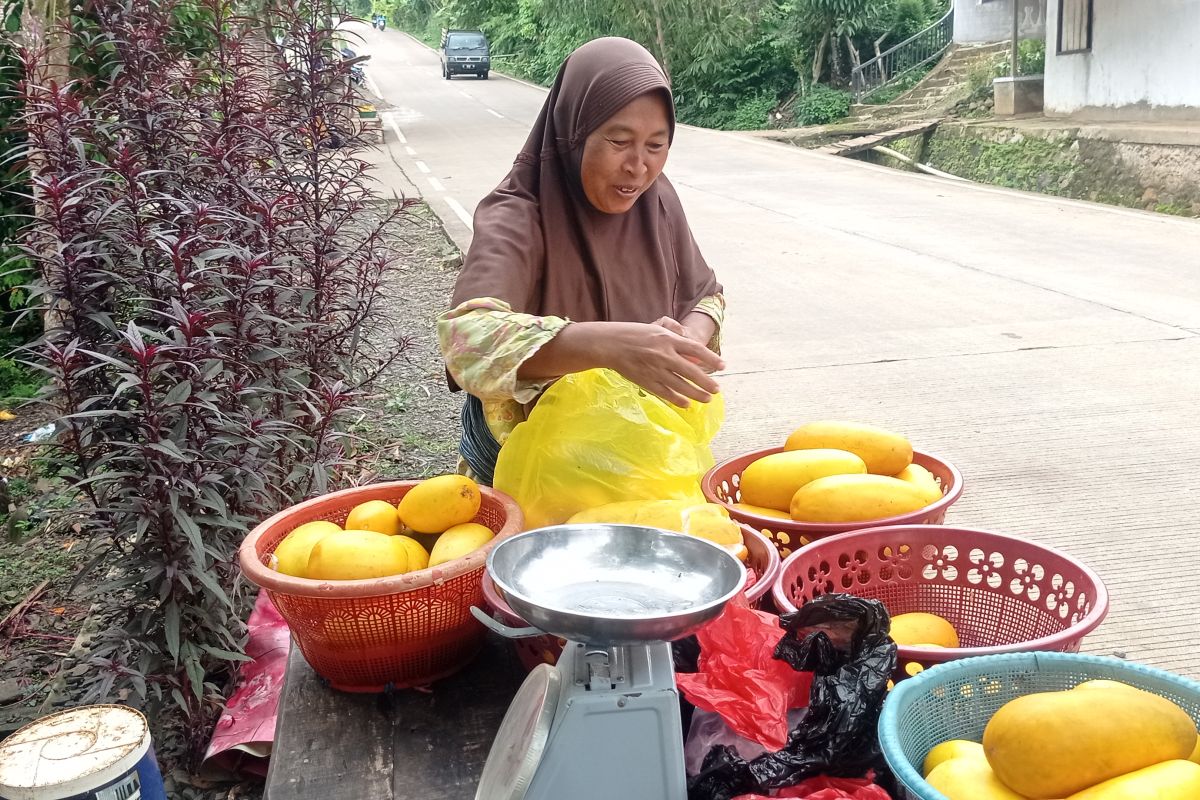 Pedagang timun suri di Pandeglang dapat berkah Ramadhan