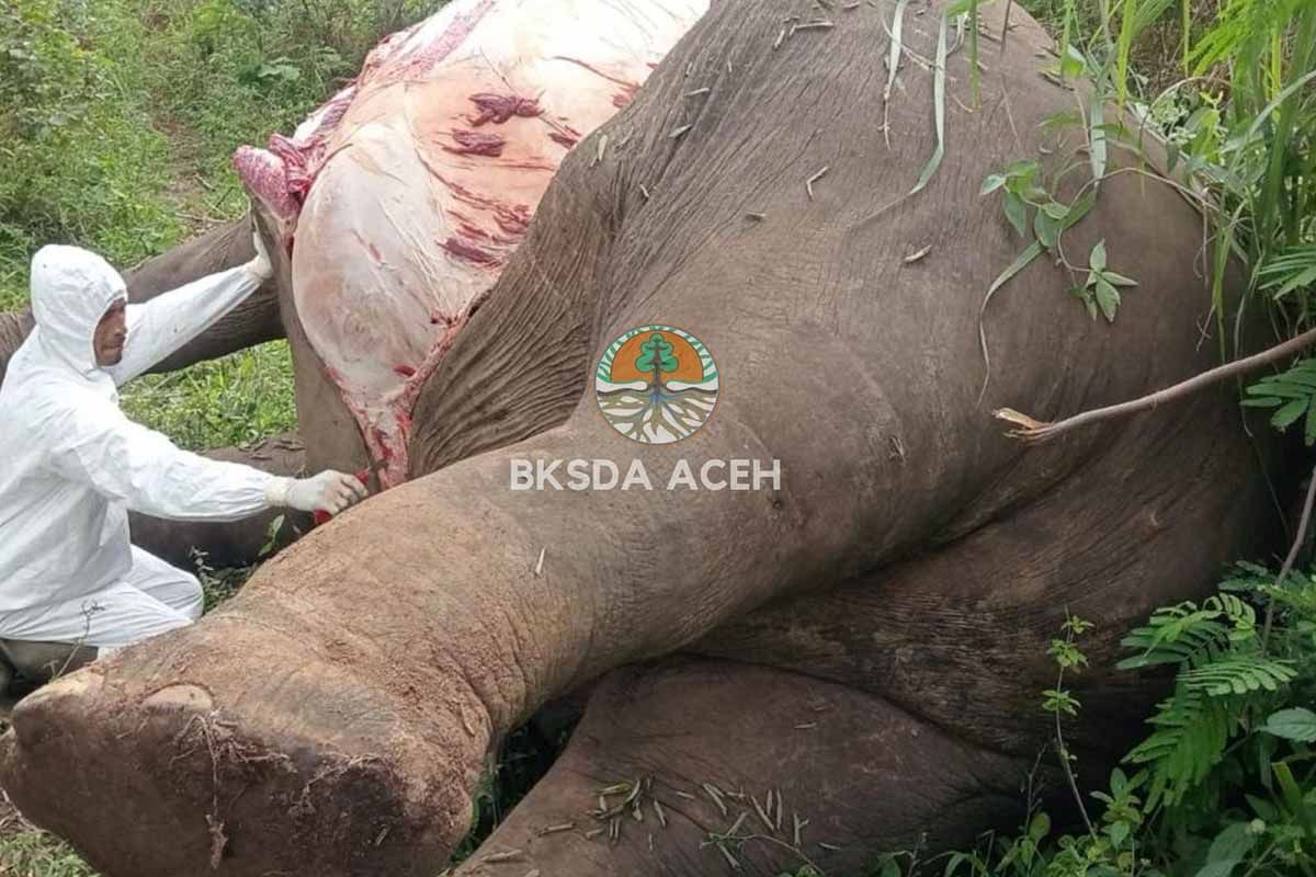 BKSDA: Dua gajah mati tersengat listrik di Aceh sebulan terakhir