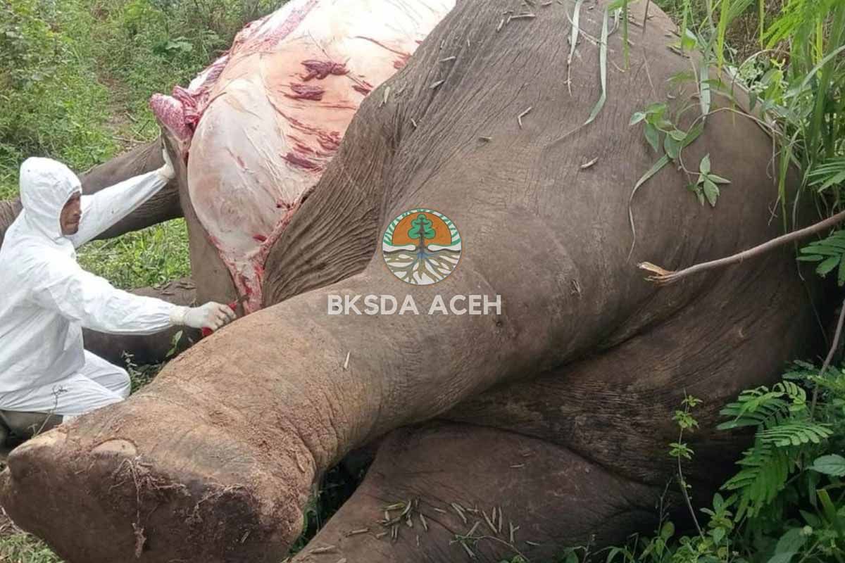 BKSDA: Dua gajah mati tersengat listrik di Aceh sebulan terakhir 