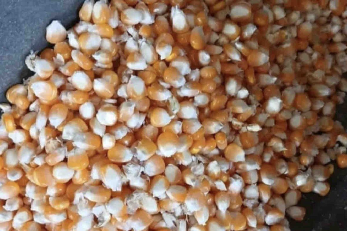 Kementan target serap 4,05 juta ton jagung produksi petani