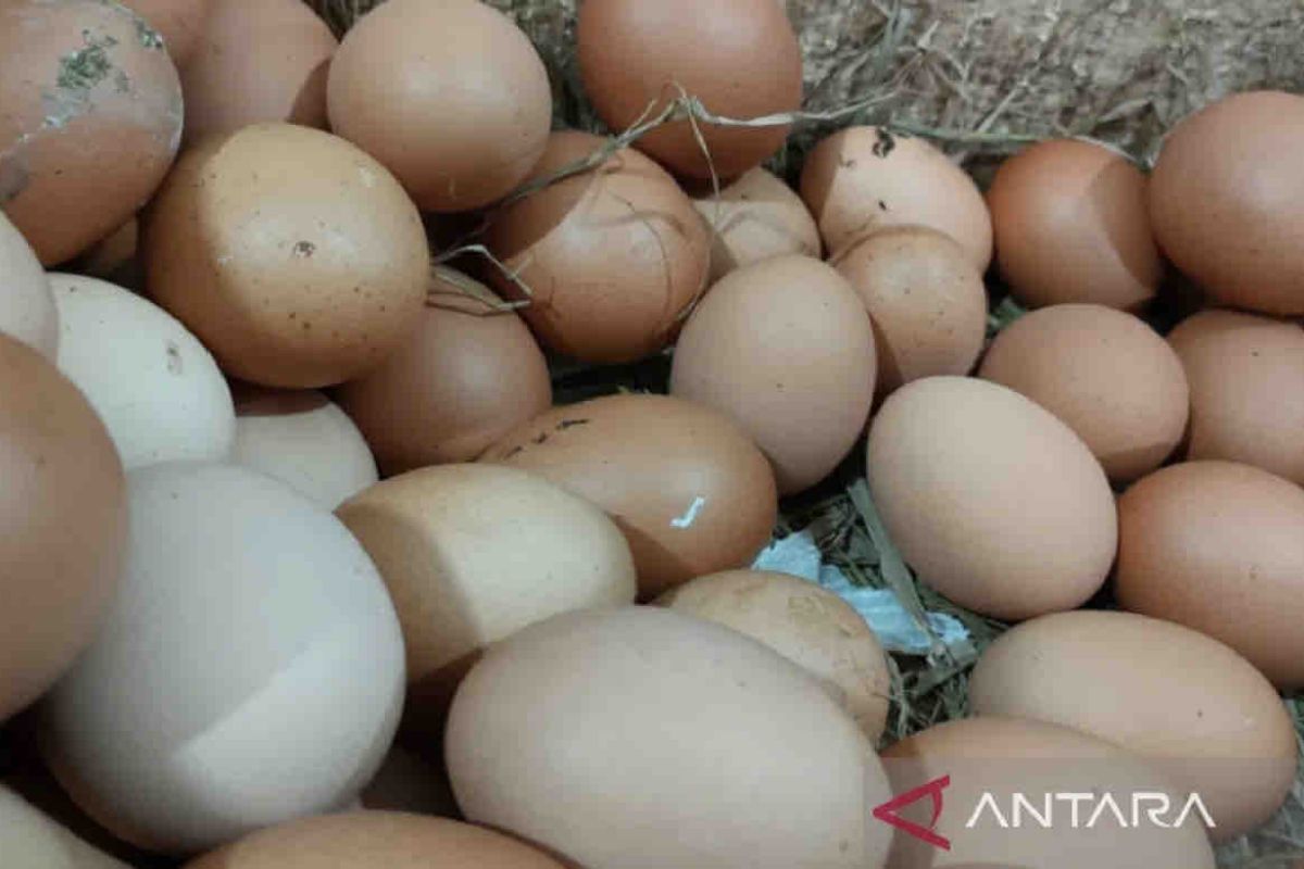 Ministry ensures egg, chicken meat availability in Jakarta markets