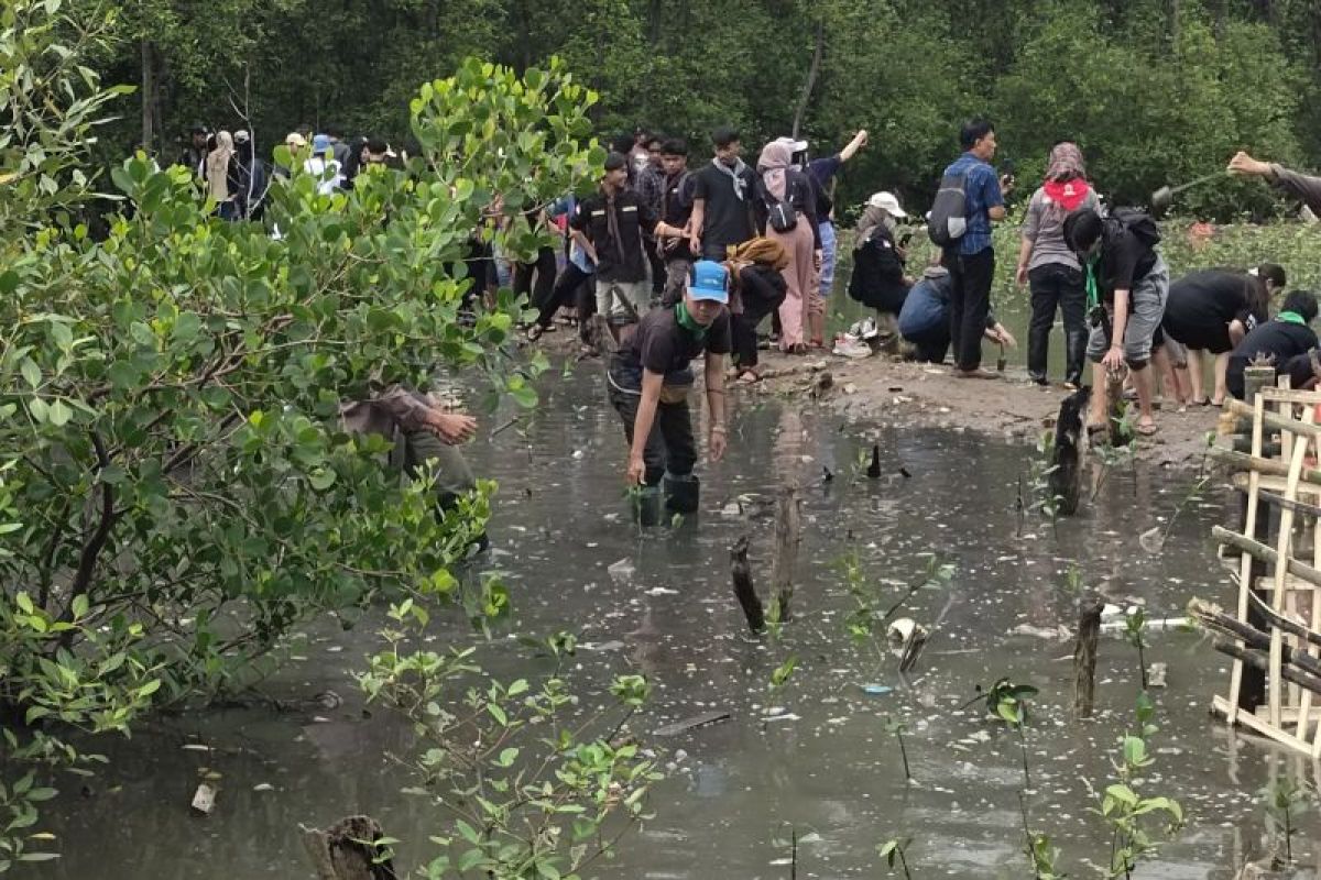 WALHI bersama mahasiswa Lampung tanam 1.000 mangrove di Pulau Pasaran