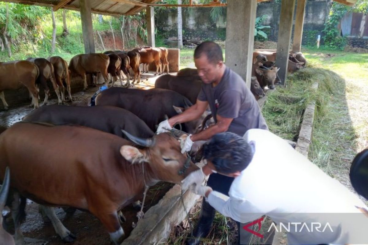 Pemkot Bengkulu perketat peredaran daging sapi selama Ramadhan