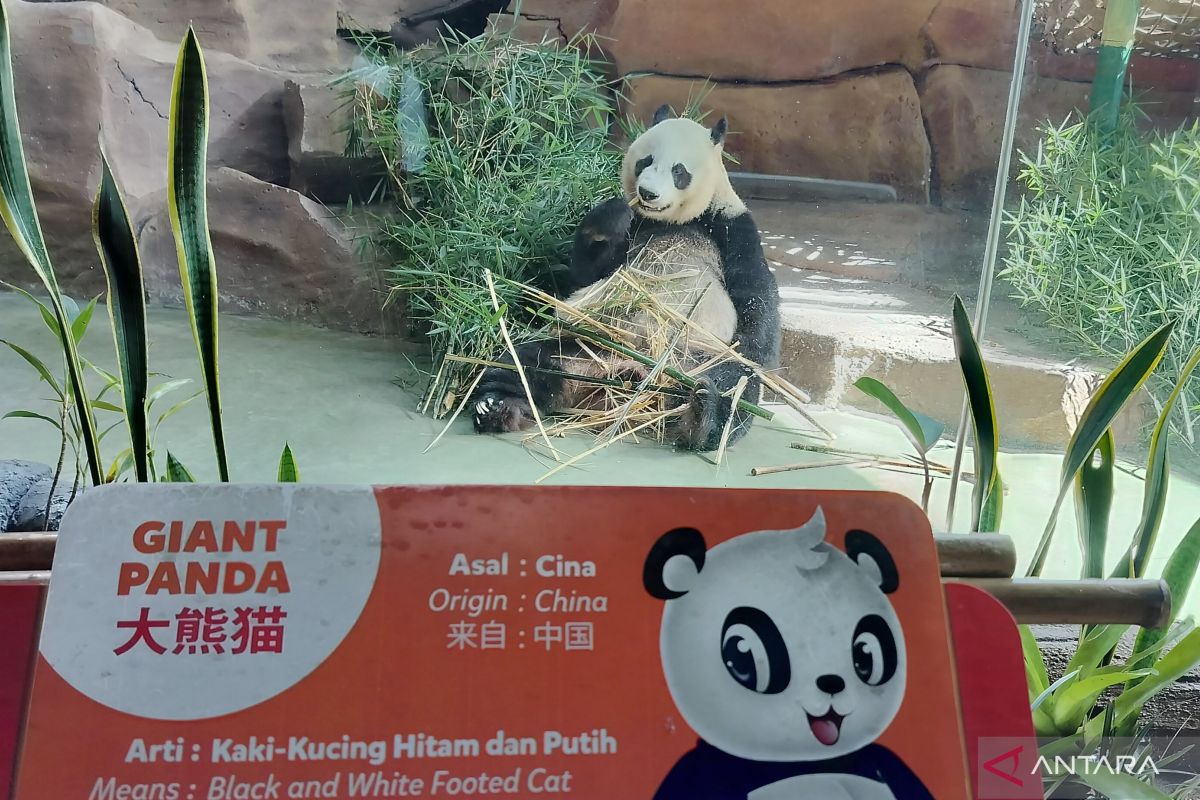 Taman Safari Bogor edukasi pengunjung peringati Hari Panda Nasional