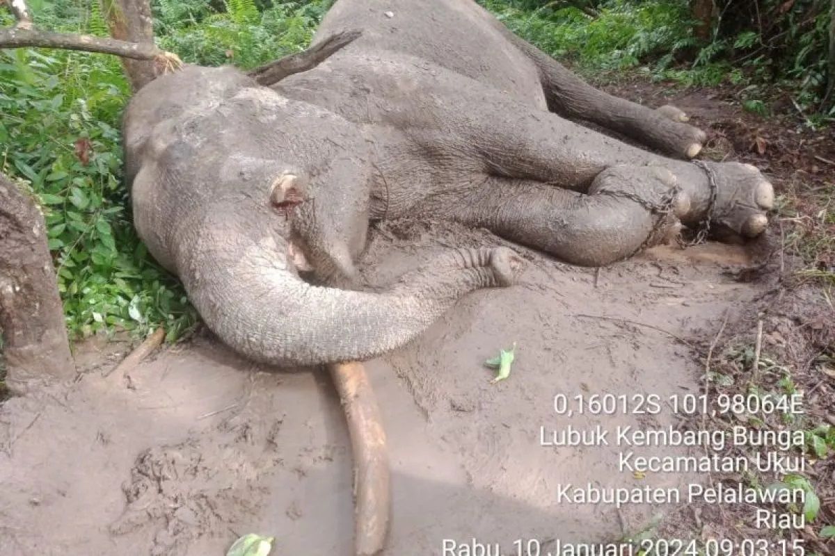 Pemerhati desak Polda Riau tuntaskan penyelidikan kematian Gajah Rahman