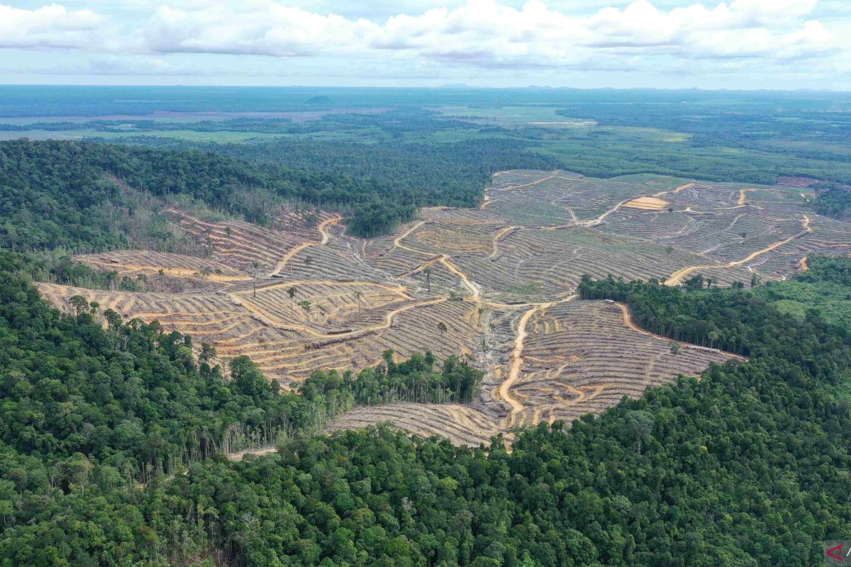 PT MP dilaporkan melakukan pembabatan hutan tropis Kalbar