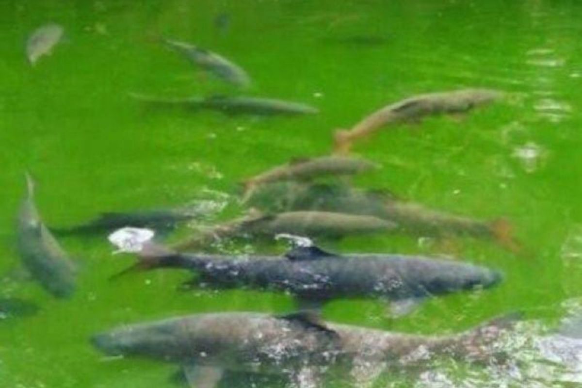 Wagub Sumbar minta Ikan Sakti Sungai Janiah daftarkan ke ADWI