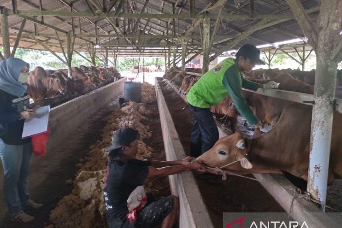 Babel tambah 300 sapi potong dari Lampung perkuat stok jelang Idul Fitri