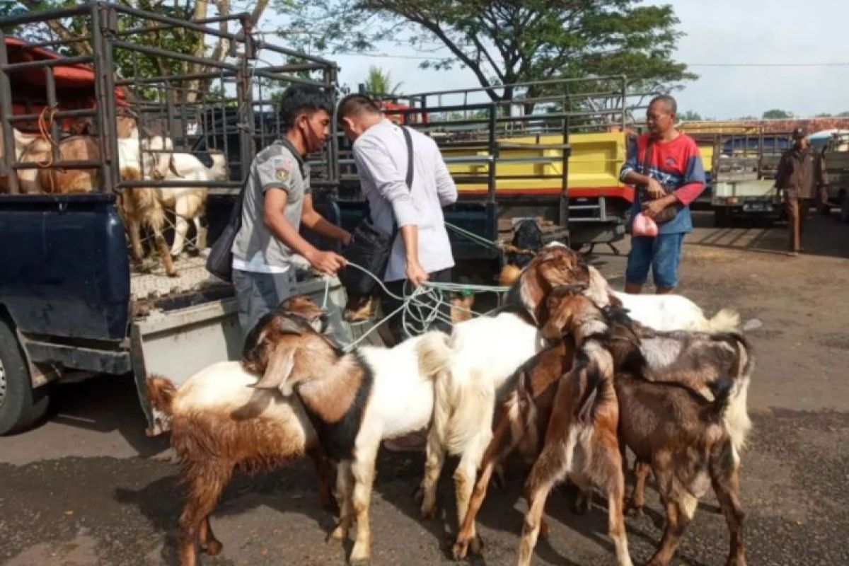 Dinas Peternakan Gunungkidul mengintensifkan penyuntikan antibiotik ternak