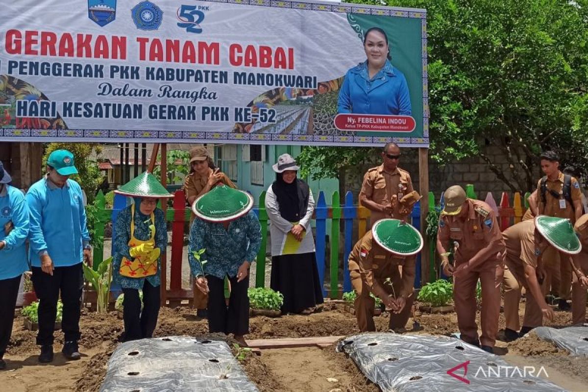 PPK Manokwari tanam 1.000 cabai bantu ketahanan pangan