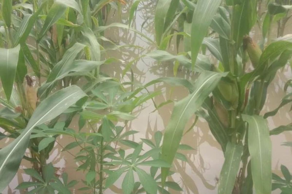 503 hektare lahan pertanian di Malaka-NTT terdampak banjir