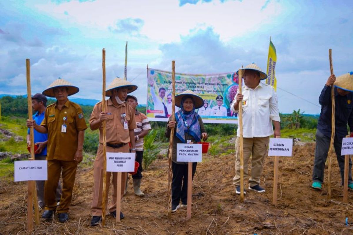 Kementan tanam padi gogo di Kabupaten Paser