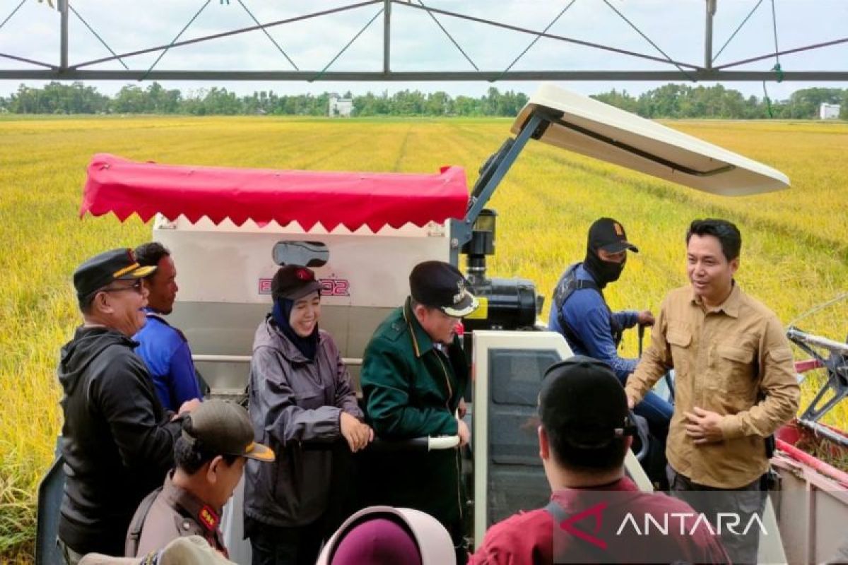 Penjabat Bupati Katingan panen raya padi di Katingan Kuala