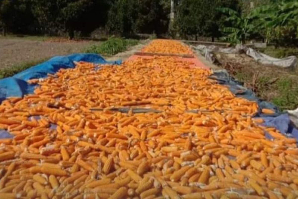 Petani jagung di Sulbar mampu penuhi permintaan pakan ternak