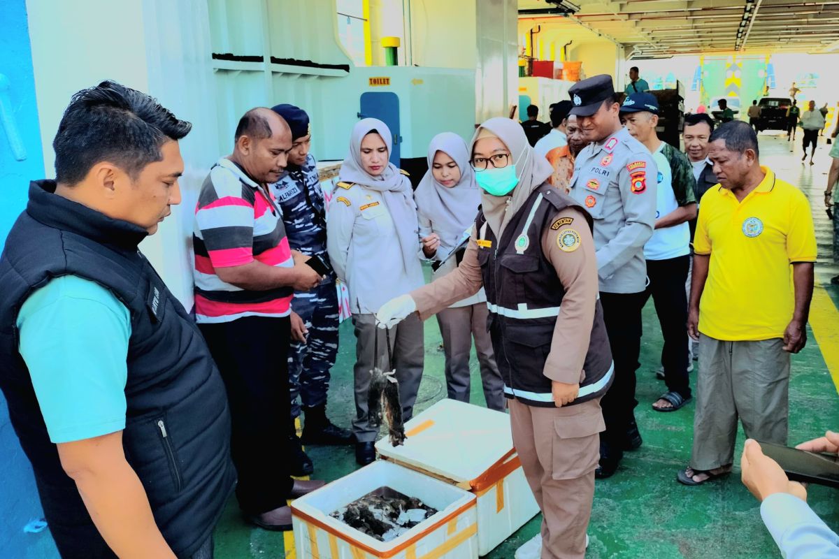 Petugas amankan 60 kilogram tikus beku di Pelabuhan Gorontalo