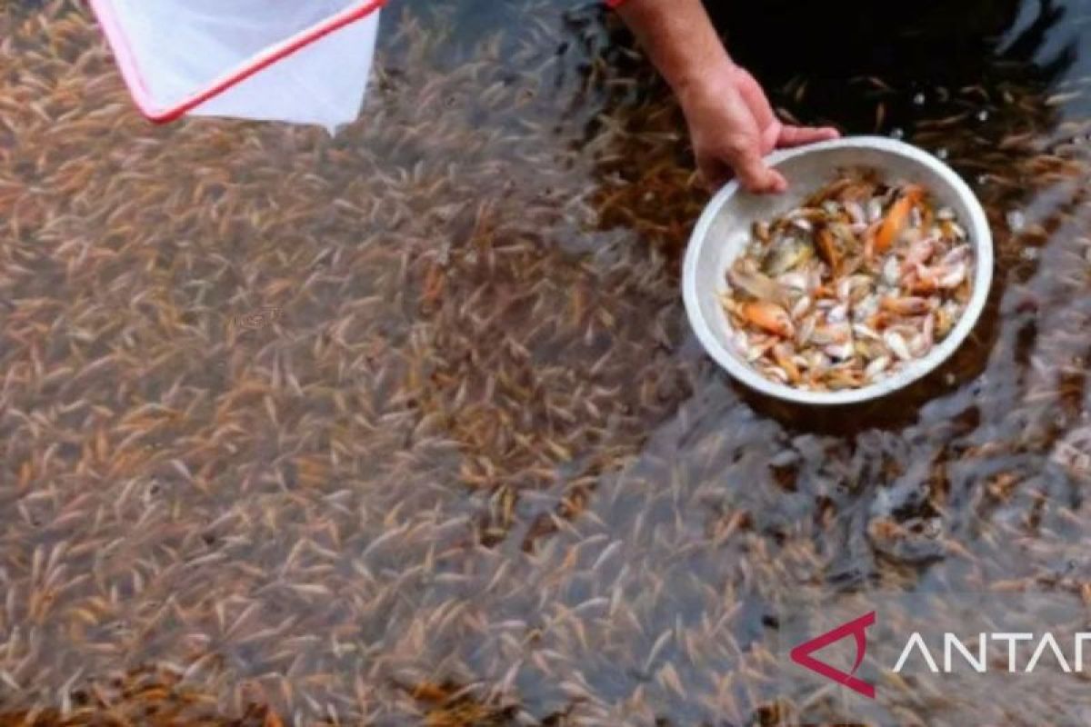 Pemkab Purwakarta tebar ratusan ribu benih ikan ke waduk Jatiluhur dan sejumlah situ