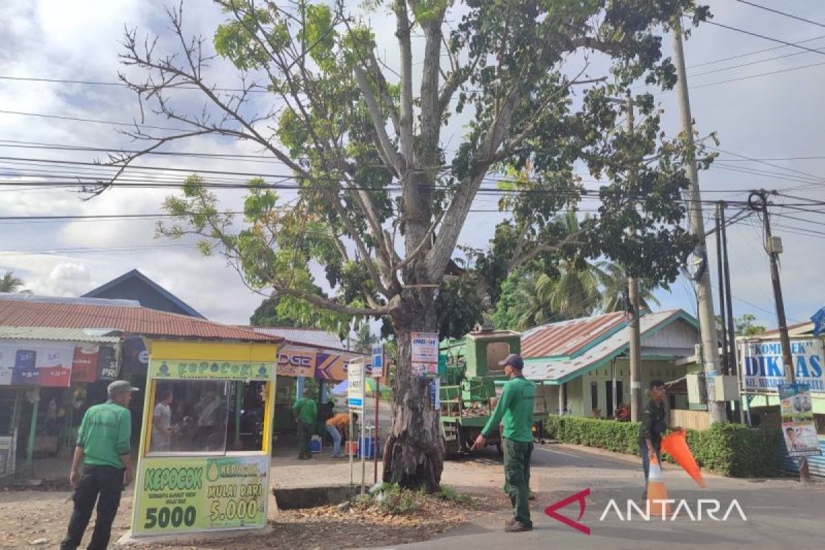 DLH Kota Bengkulu usulkan penambahan mobil pemangkas pohon