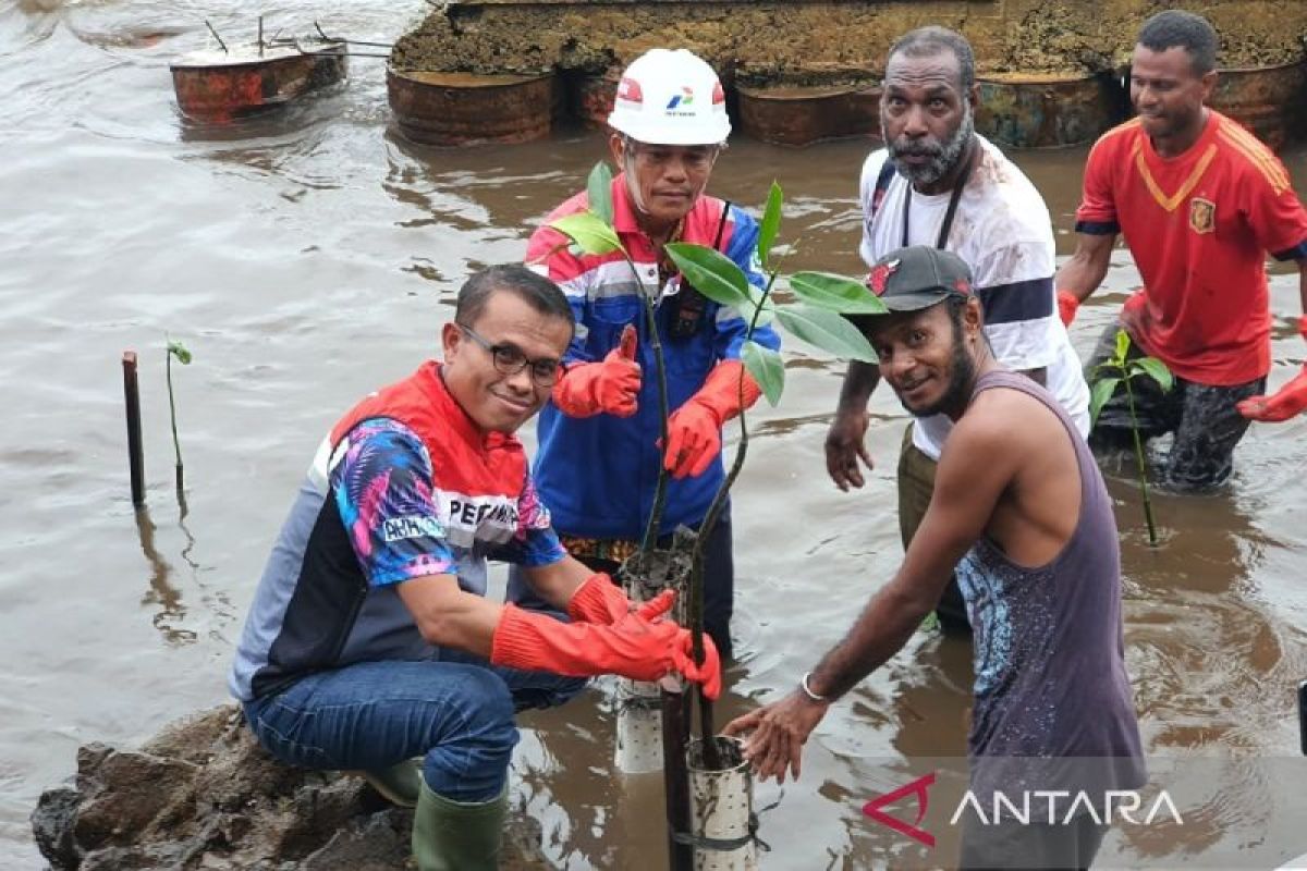 PT Pertamina Papua tanam 3.000 pohon mangrove di Terminal BBM Jayapura