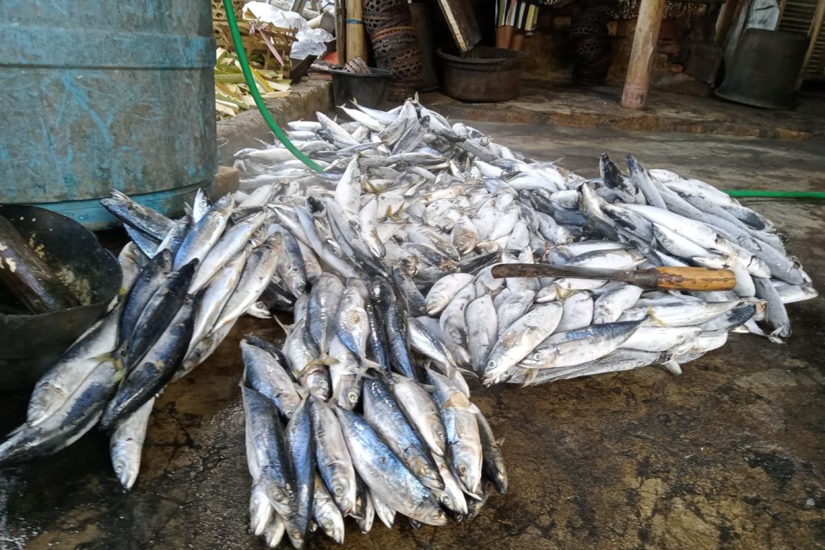 Cuaca ekstrem tak pengaruhi produksi ikan di Mataram
