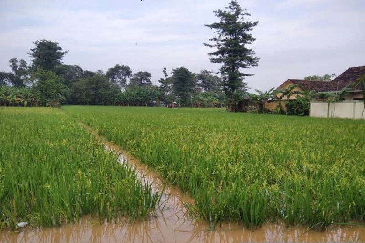 Jateng data lahan pertanian terkena banjir