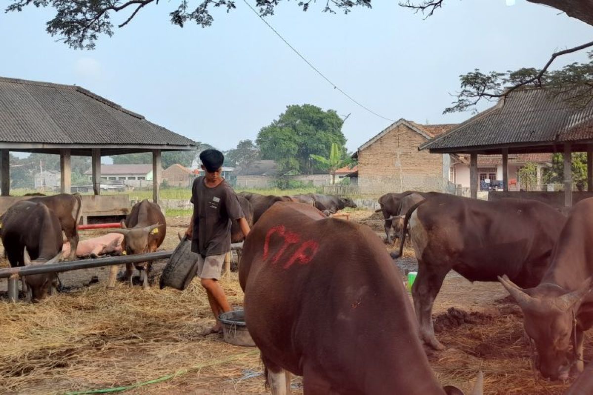 Jelang Idul Fitri, DKPPP Kota Serang gencar awasi kesehatan hewan