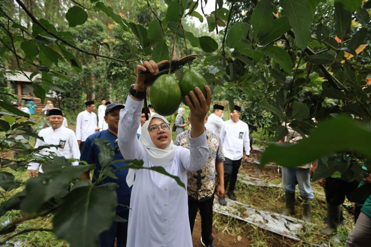 Pemkab Banyuwangi minta Disperta promosikan alpukat aligator