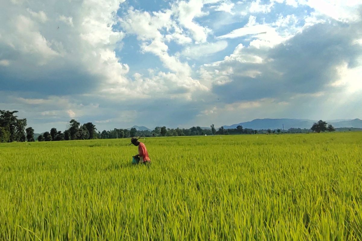 KPTPH Lampung: Petani terdaftar e-RDKK bisa tebus pupuk pakai KTP