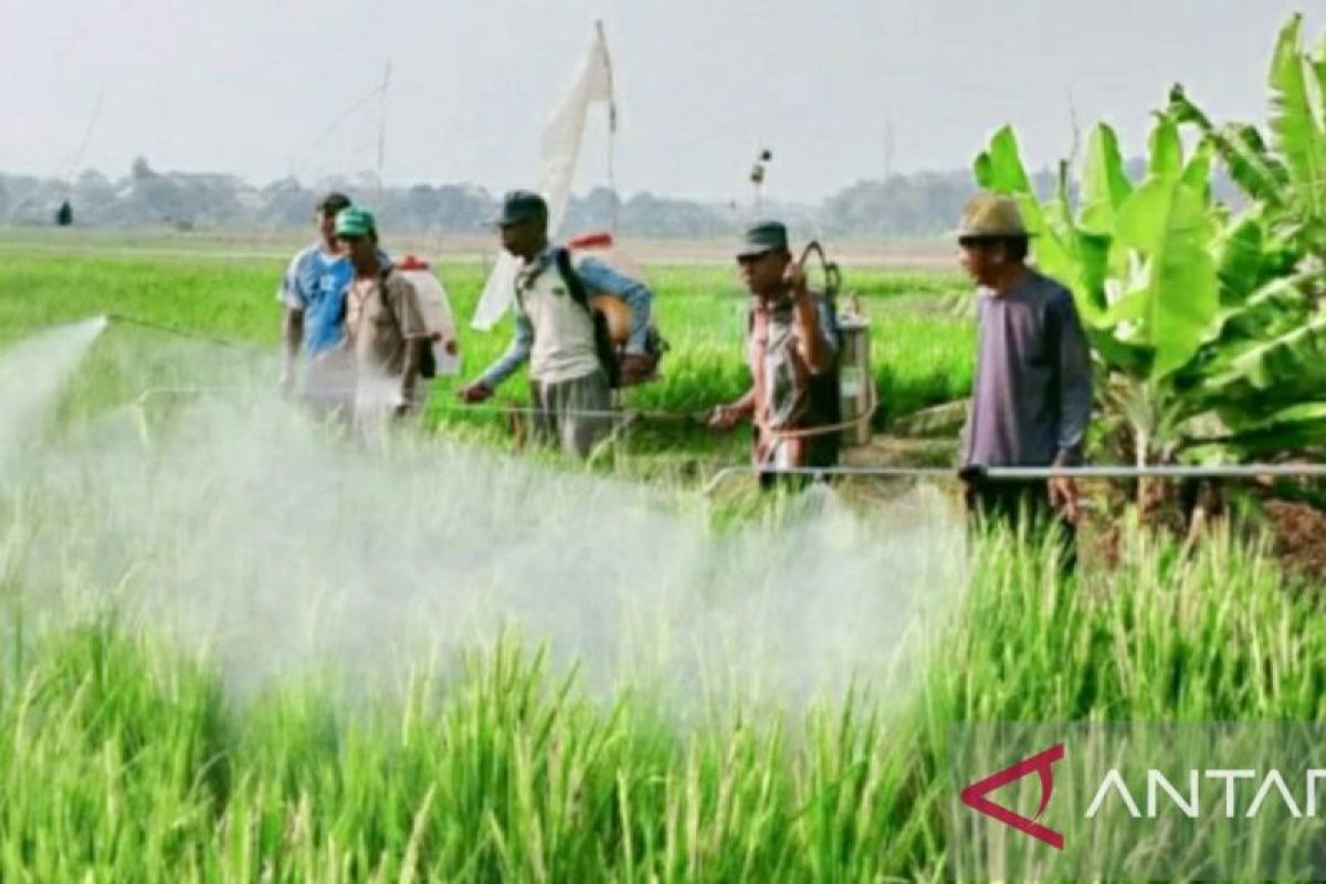 Distan Karawang lakukan penyemprotan pestisida  pada tanaman padi atasi serangan hama