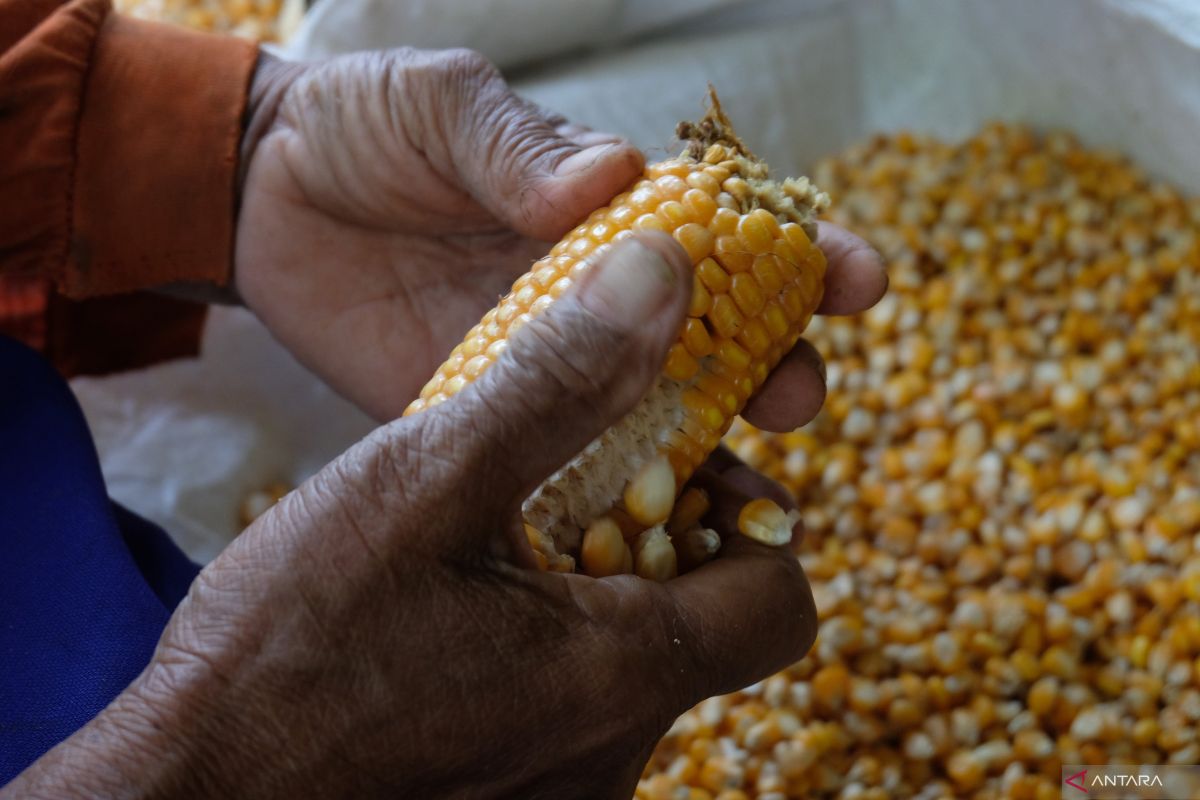 BPS: Total produksi jagung pipilan capai 15,14 juta ton sepanjang 2024