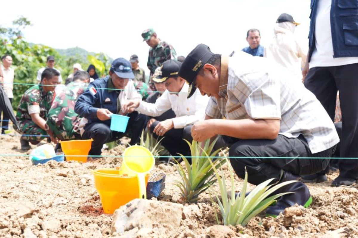 Pj Gubernur Sulsel dorong Barru produksi nanas hingga 1.000 hektare