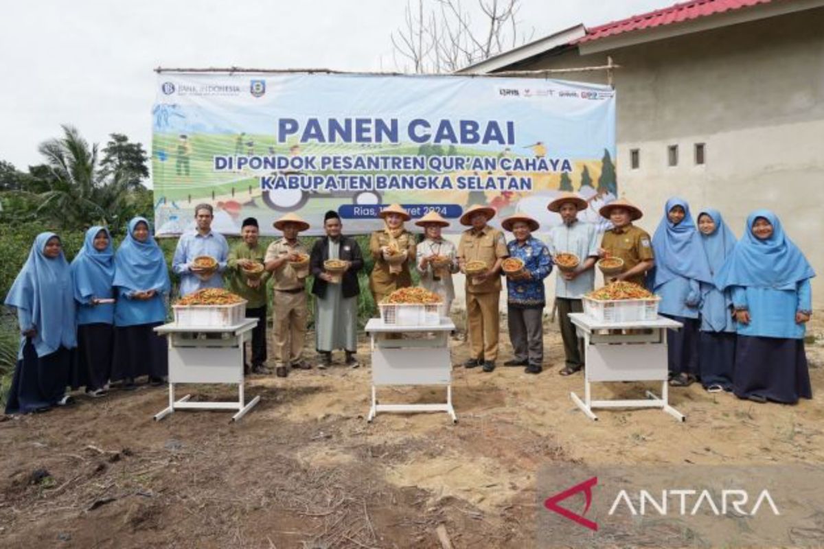 BI Babel tingkatkan ekonomi pesantren lewat budi daya cabai