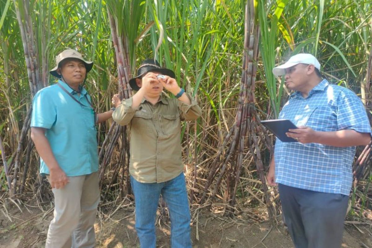 PG Sragi Pekalongan fokus bangun kemitraan petani jaga pasokan BBT 