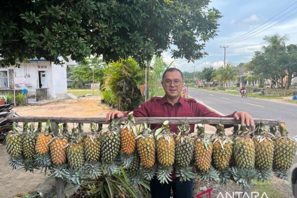 Nanas Bikang bakal jadi andalan Bangka Selatan