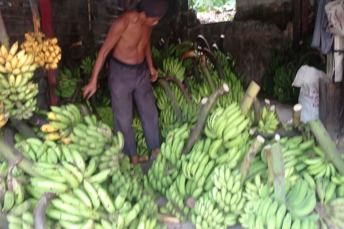 Pedagang pisang di Lebak dapat berkah Ramadhan