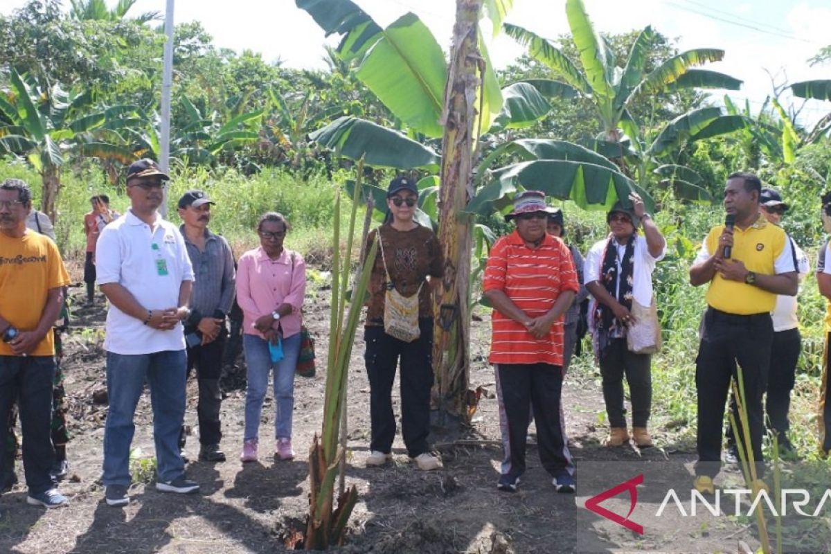 Pemkab ingatkan warga Jayapura jaga pohon sagu sebagai warisan budaya