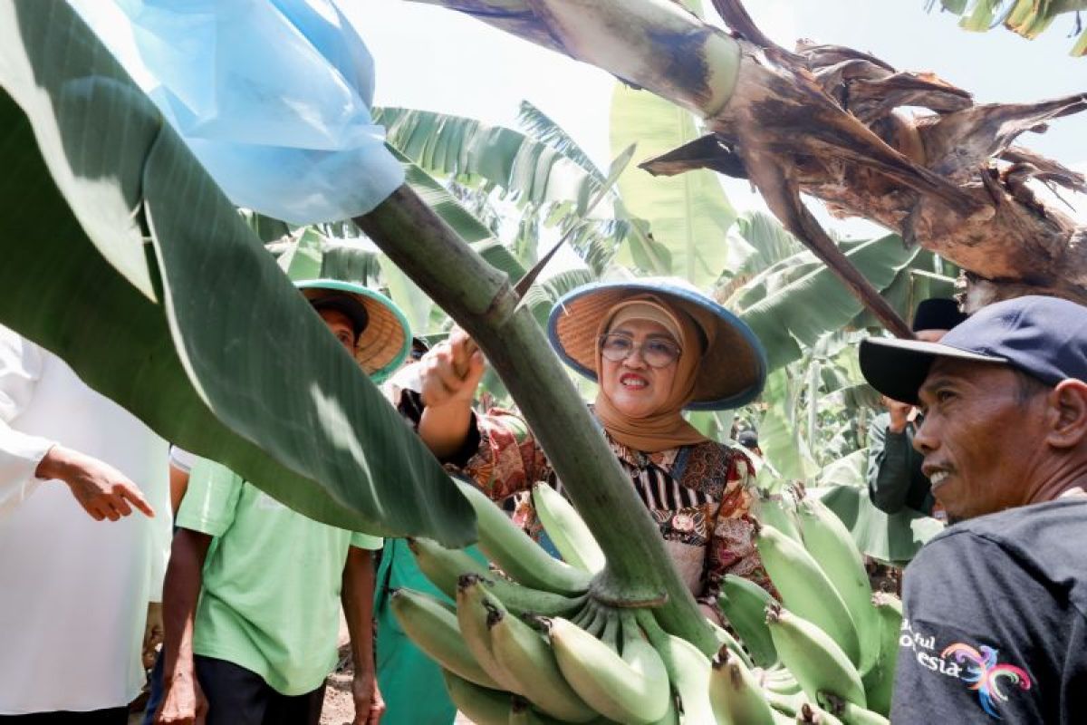 Pj Bupati Lumajang sebut pisang cavendish bakal jadi produk unggulan