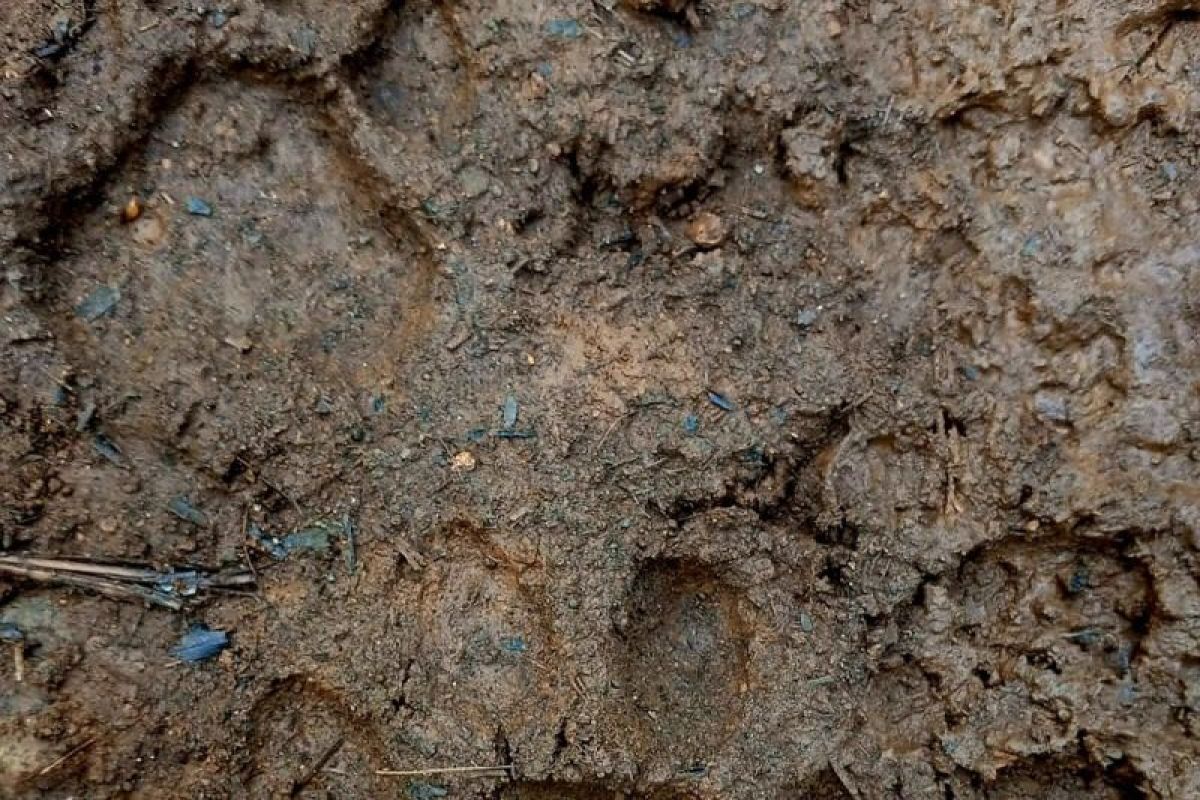 Harimau kesasar ke area pembangkit listrik, BKSDA pastikan sudah kembali ke hutan lindung