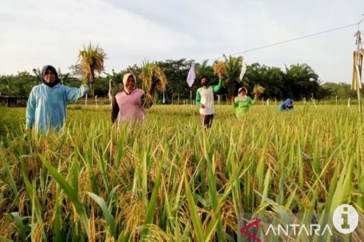 Kotabaru farmers joyfully welcome harvest season