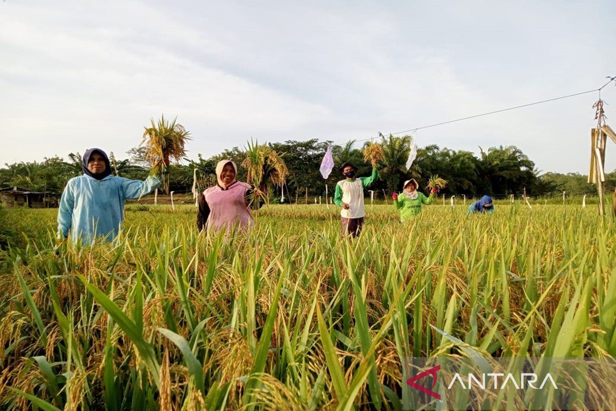 Petani di Desa Bumi Asih bersuka cinta menyambut masa panen